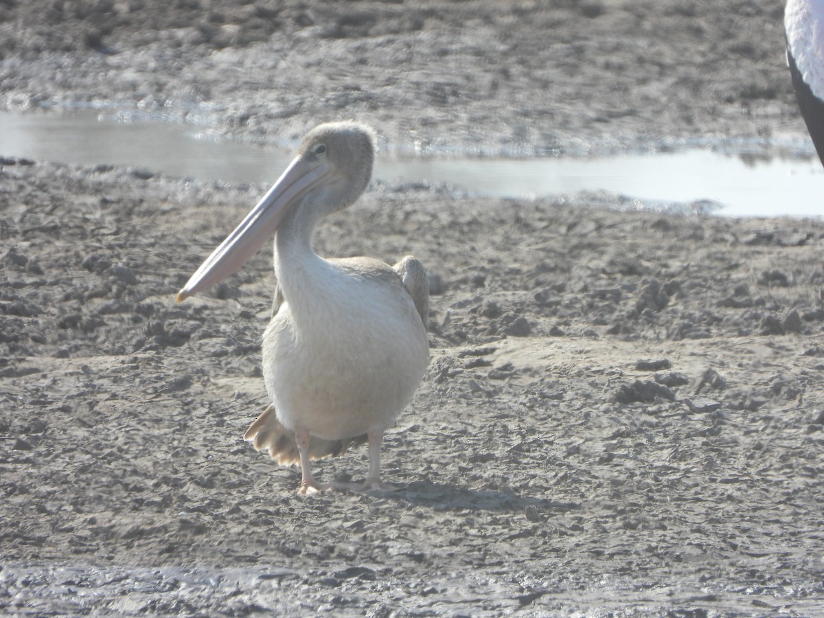 Pélican gris - ML482546121