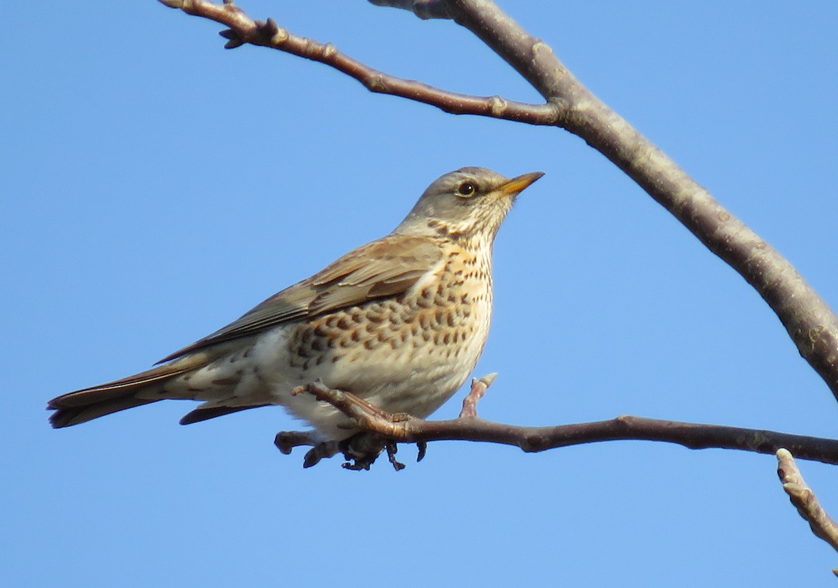 Fieldfare - Miroslav Mareš