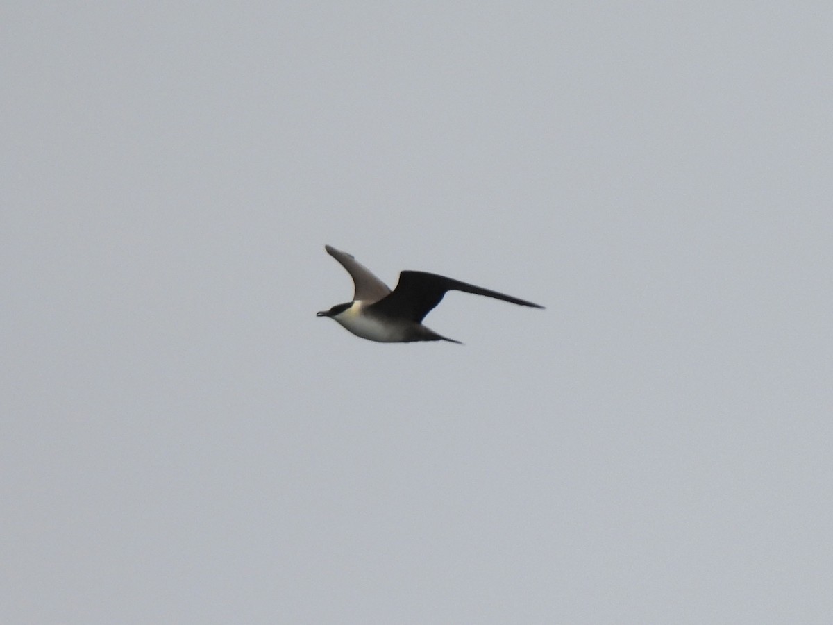 Long-tailed Jaeger - ML482546891