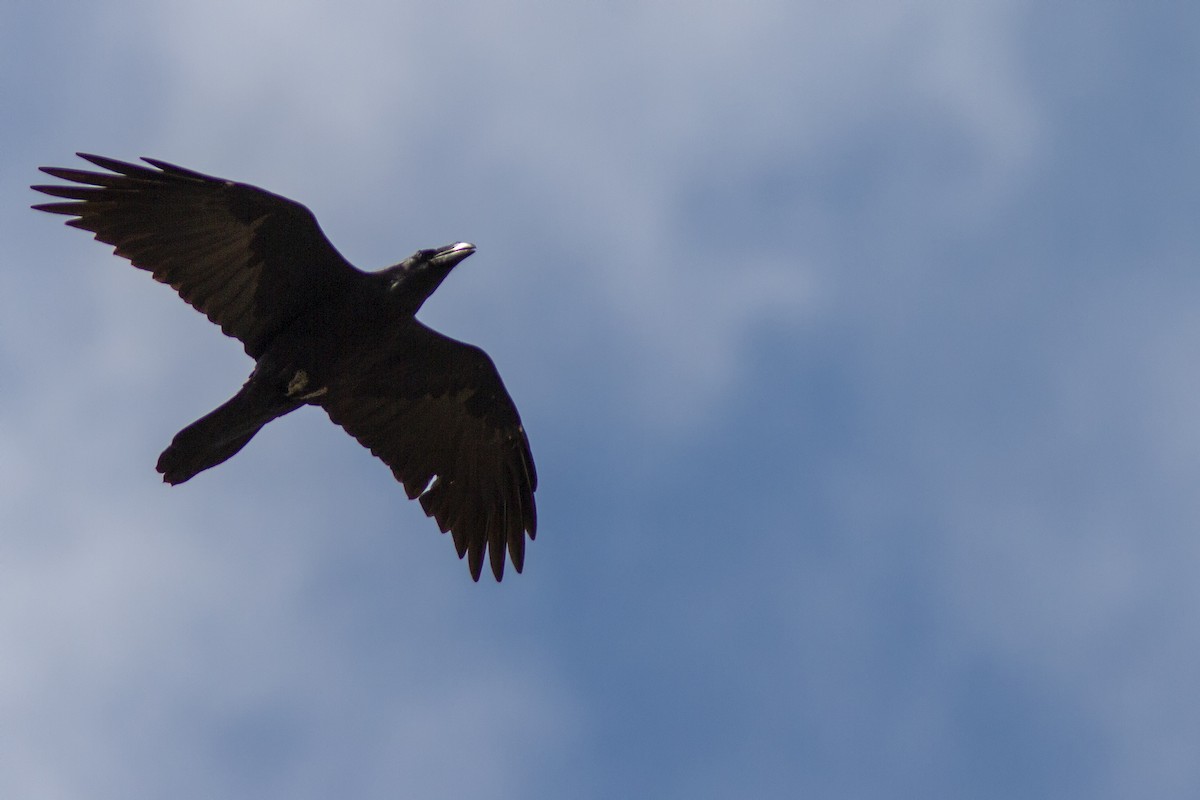 Common Raven - ML482547351