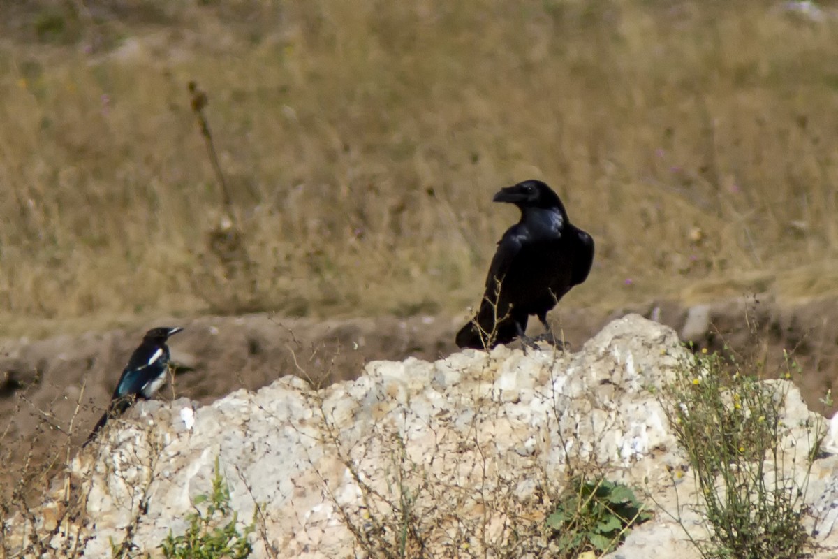 Common Raven - ML482547581