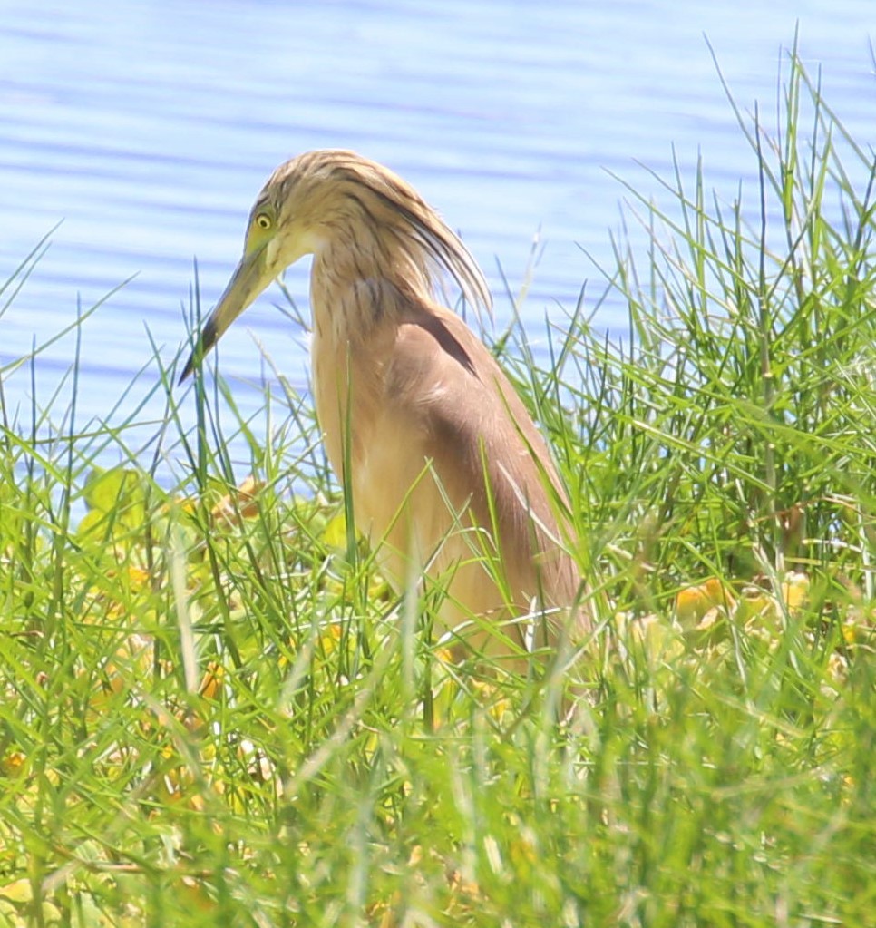 Squacco Heron - ML482547891