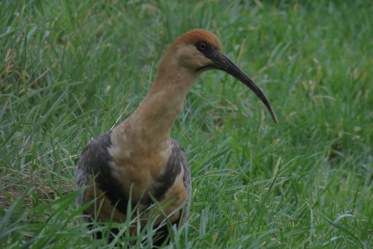 Black-faced Ibis - ML482548701