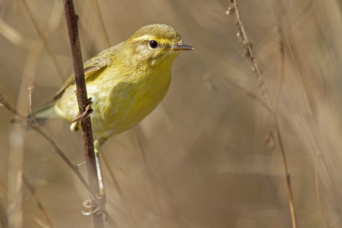 Willow Warbler - ML482548791