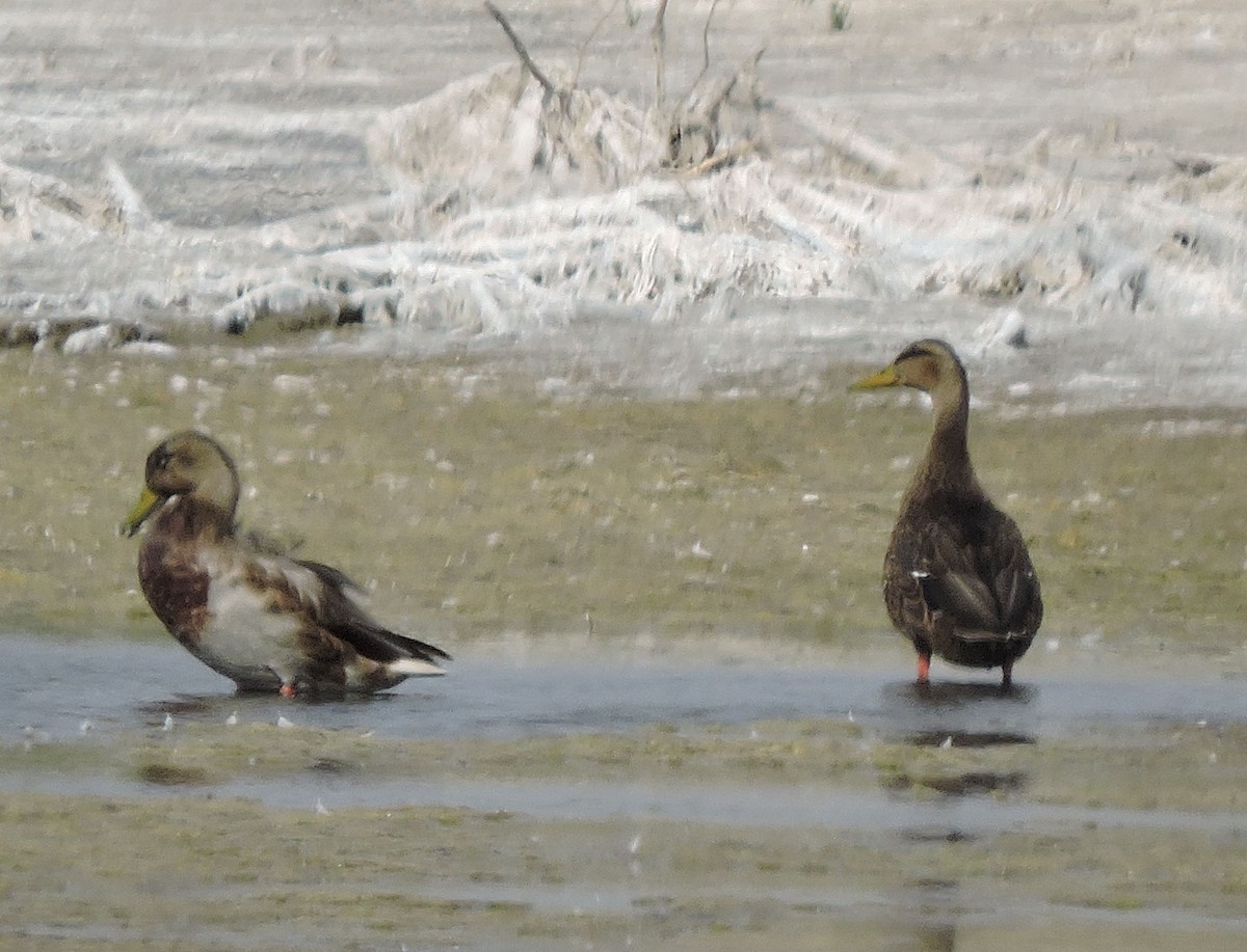 Mexican Duck - ML482548861