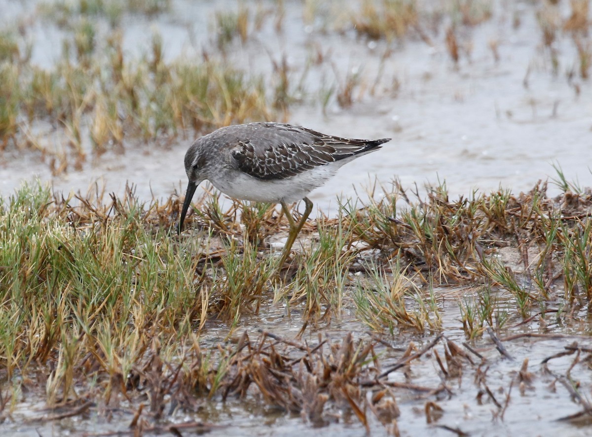 Stilt Sandpiper - Anne Ruben