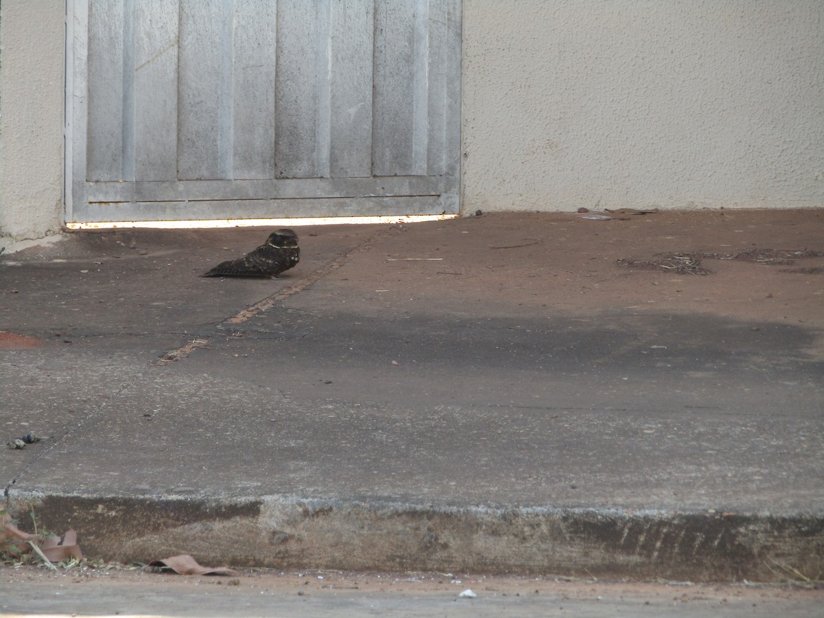 Rufous Nightjar (South American) - ML482550471