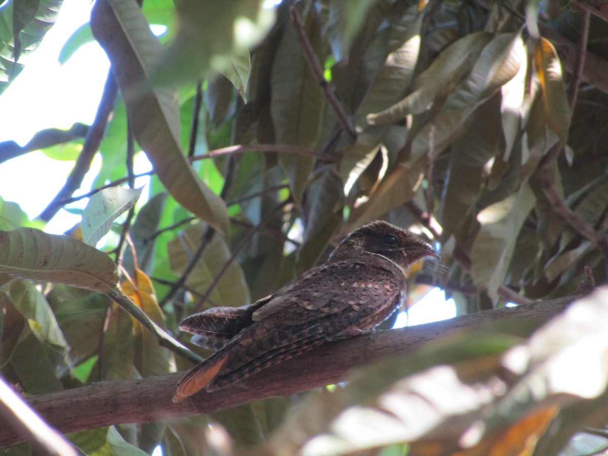 Rufous Nightjar (South American) - ML482550481