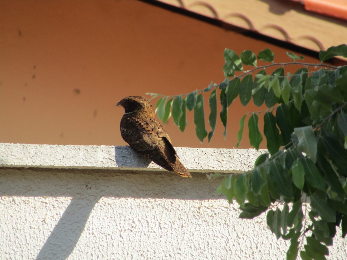 Rufous Nightjar (South American) - ML482550491