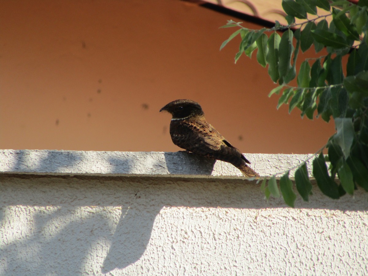 Rufous Nightjar (South American) - ML482550501