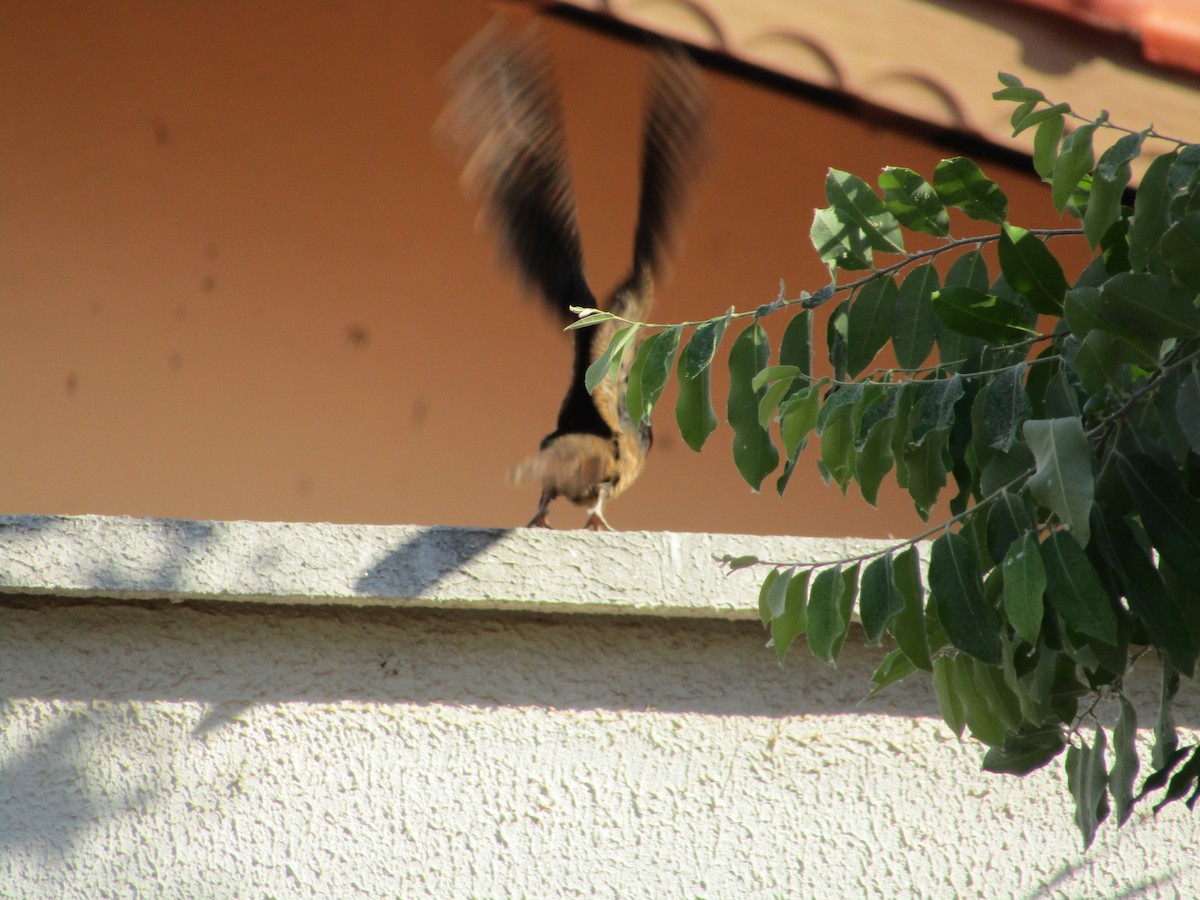 Rufous Nightjar (South American) - ML482550511