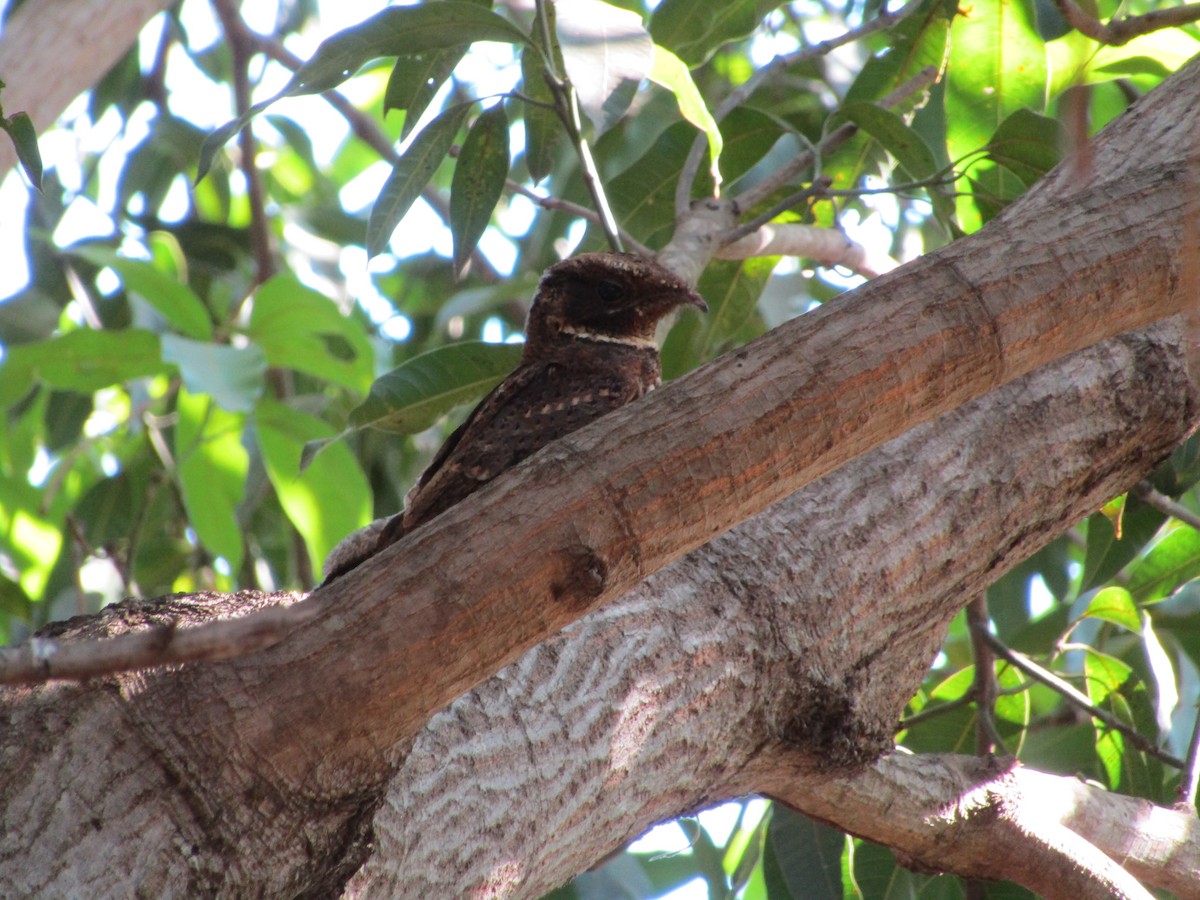 Rufous Nightjar (South American) - ML482550521