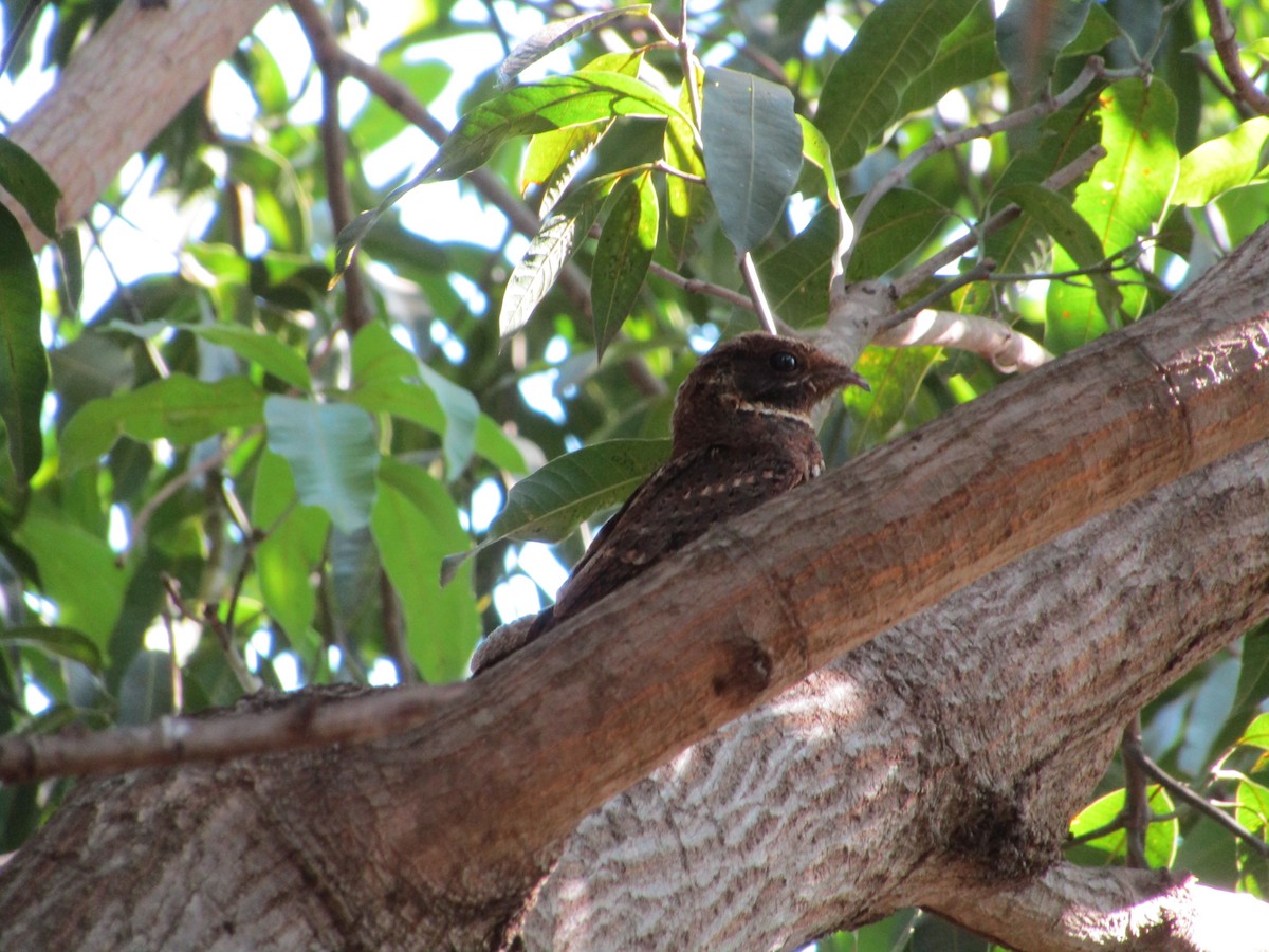 Rufous Nightjar (South American) - ML482550531