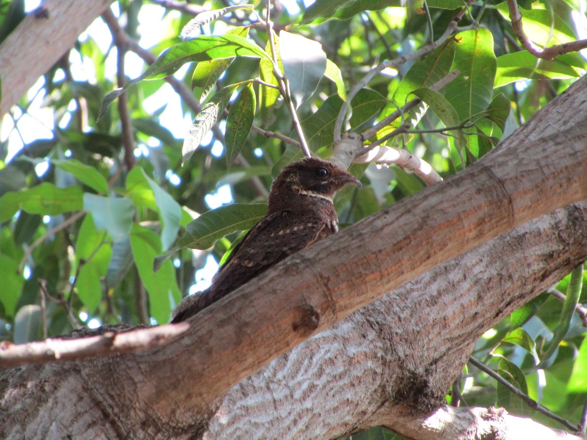 Rufous Nightjar (South American) - ML482550551