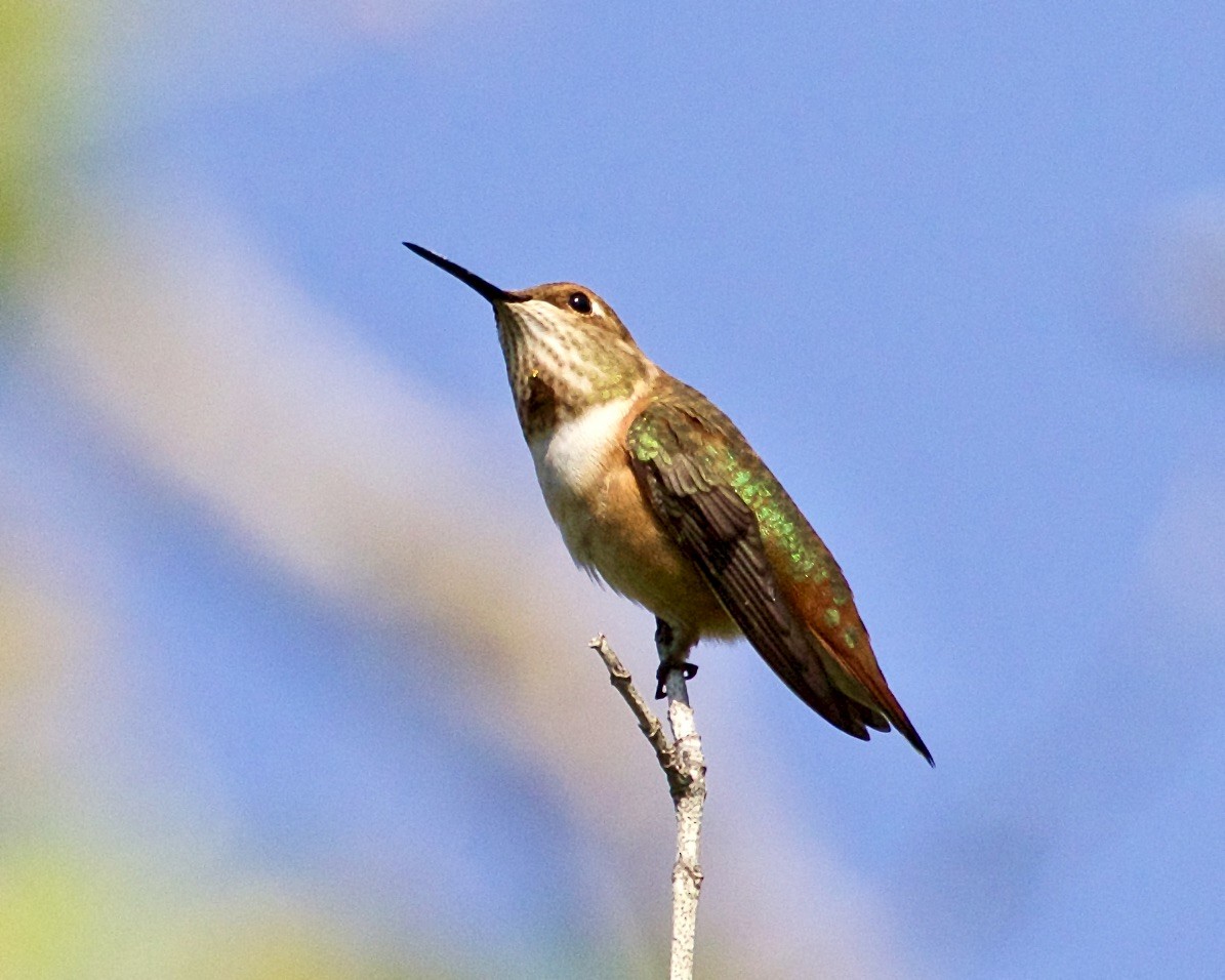 Rufous Hummingbird - Jack & Holly Bartholmai