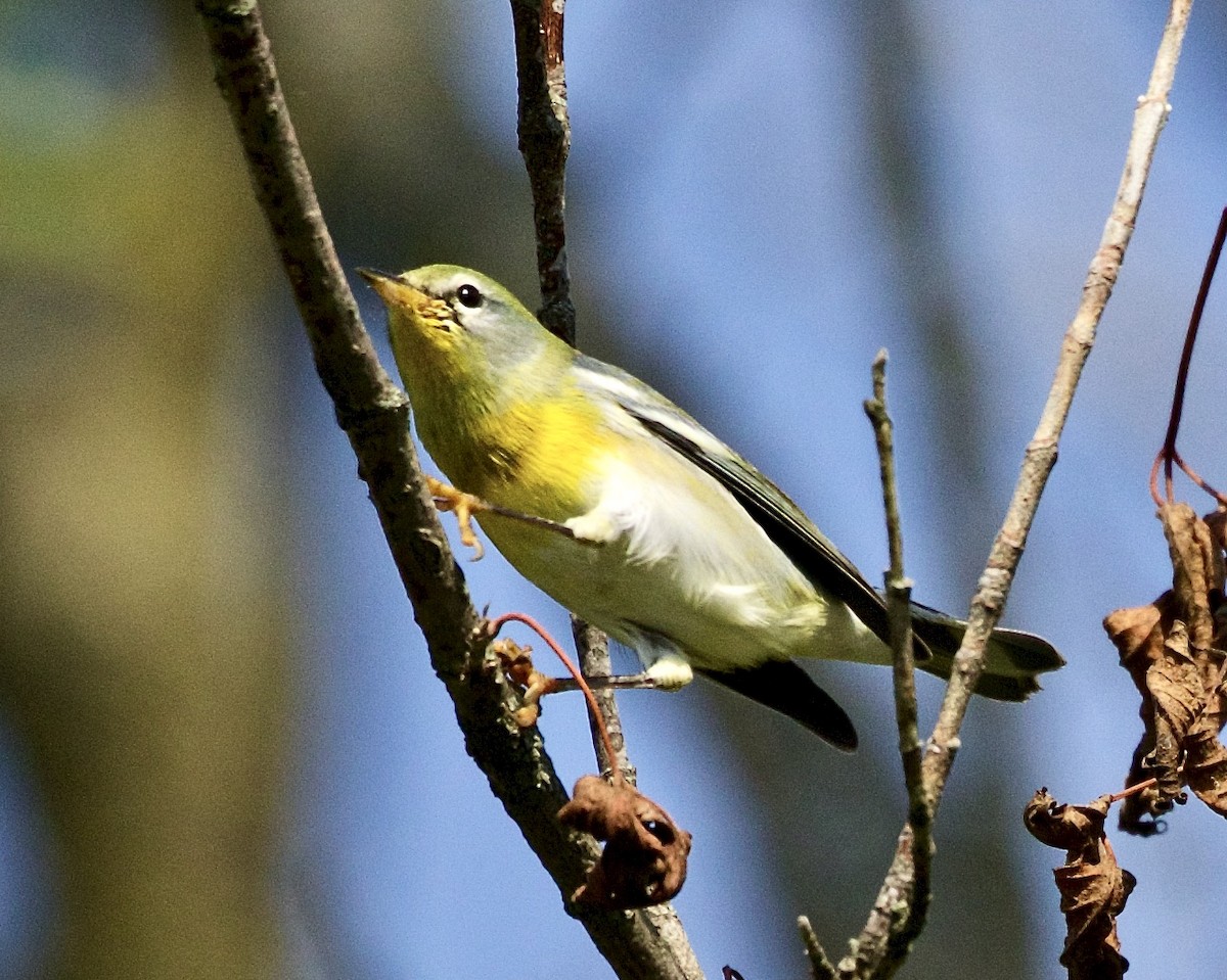 Northern Parula - ML482551521