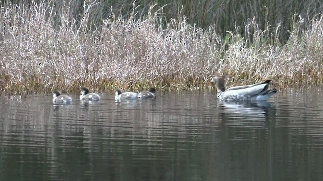 Canard à crinière - ML482551581