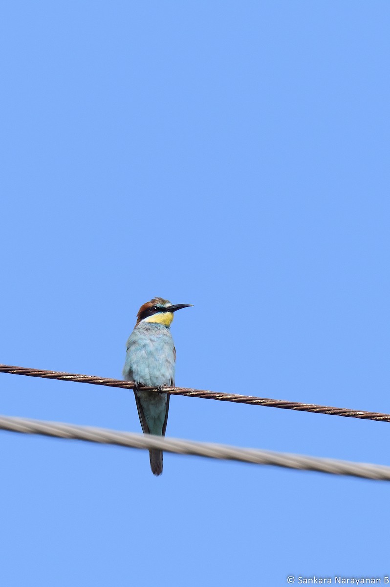 European Bee-eater - ML482551741