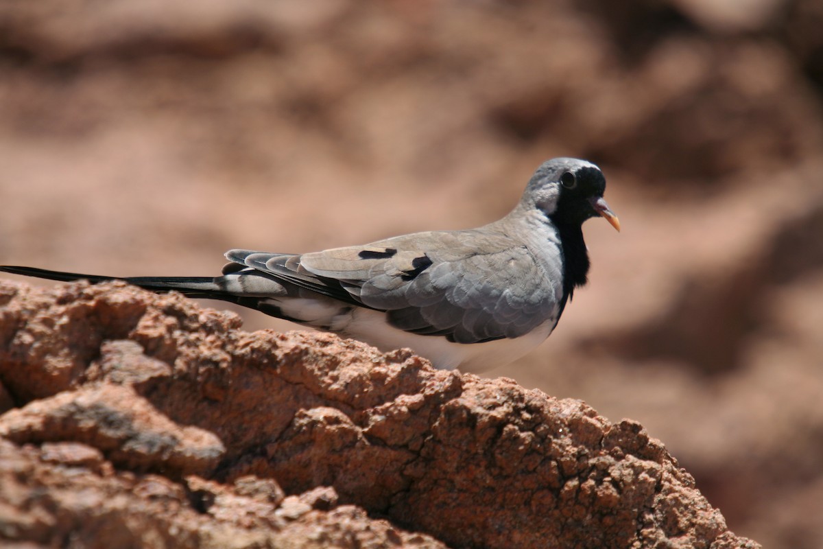 Namaqua Dove - Hans-Jürgen Kühnel