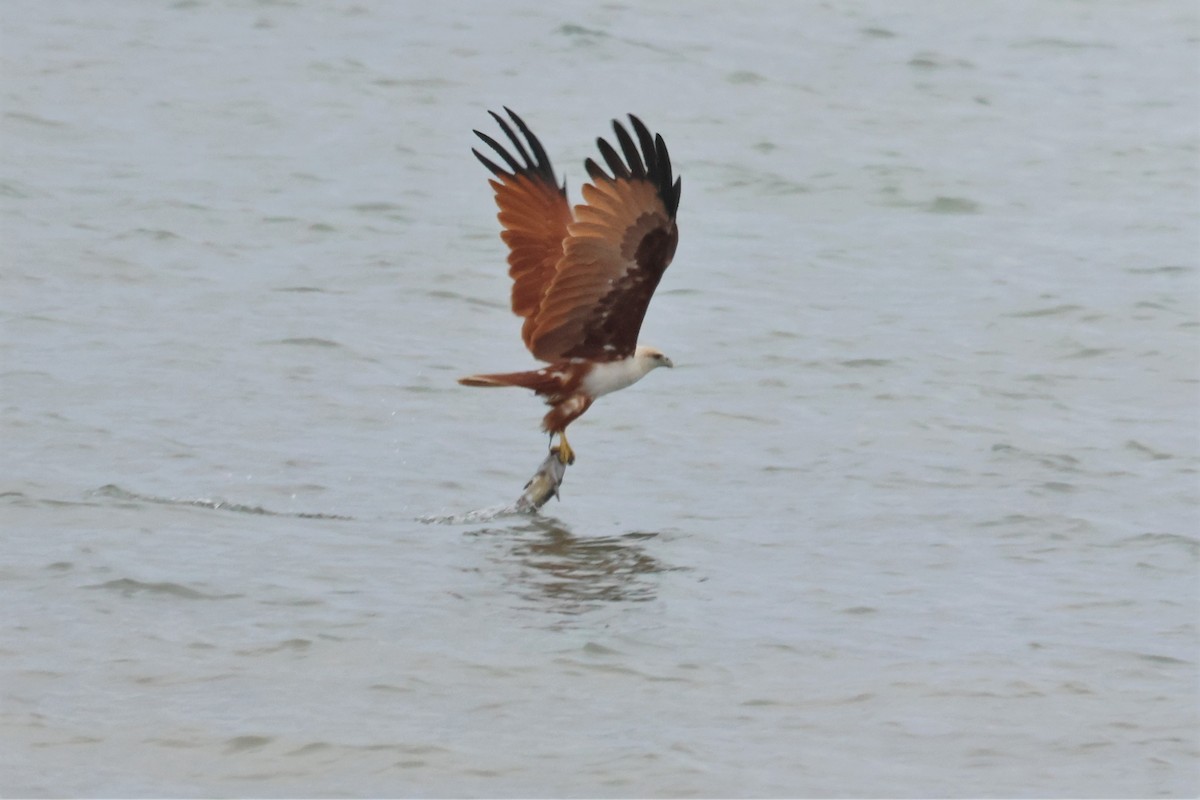 Brahminy Kite - ML482552311