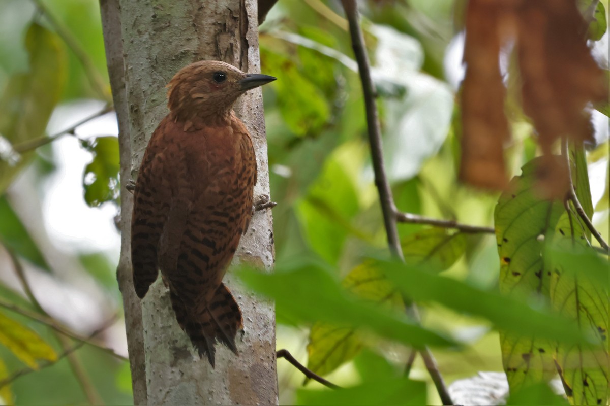 Rufous Woodpecker - ML482552951