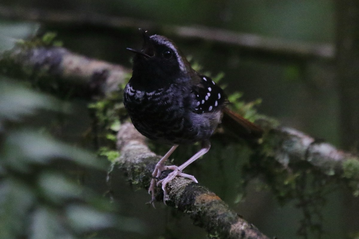 Squamate Antbird - Fabio Olmos