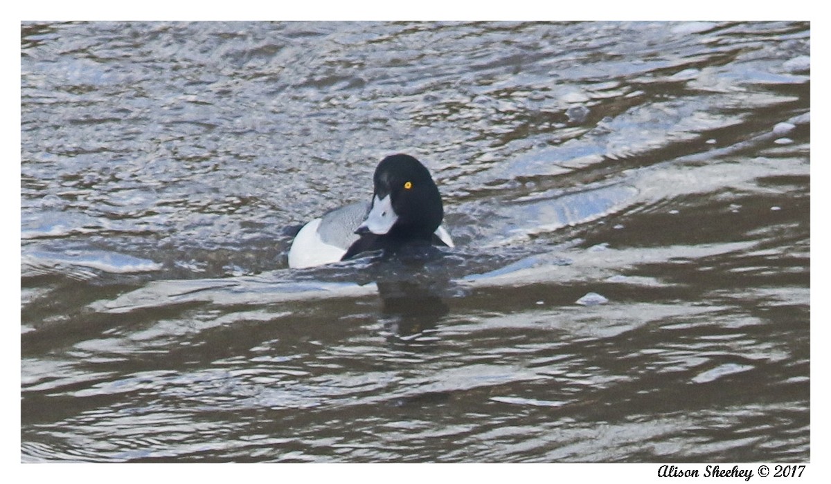 Greater Scaup - ML48255381