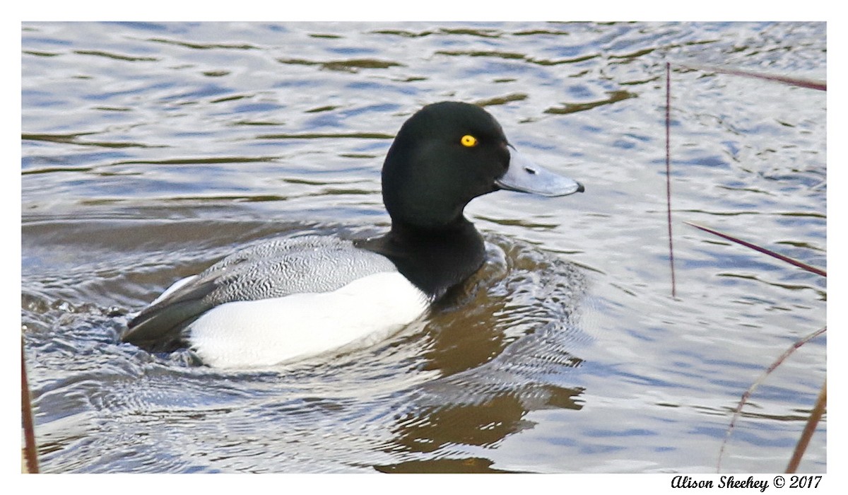 Greater Scaup - ML48255391