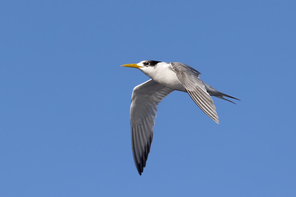 Great Crested Tern - ML482554101