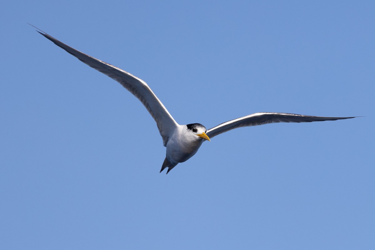 Great Crested Tern - ML482554231