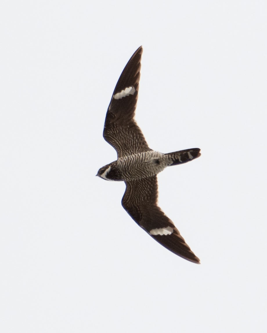 Common Nighthawk - natalie thomson