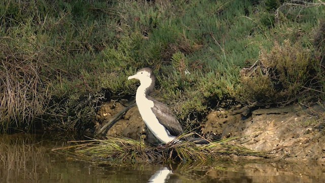 Pied Cormorant - ML482554701