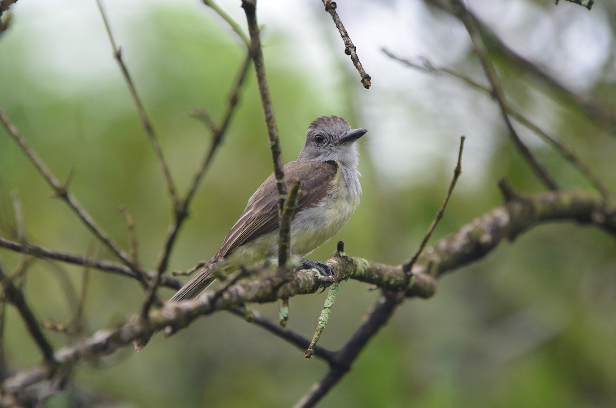 Panama Flycatcher - ML482554881