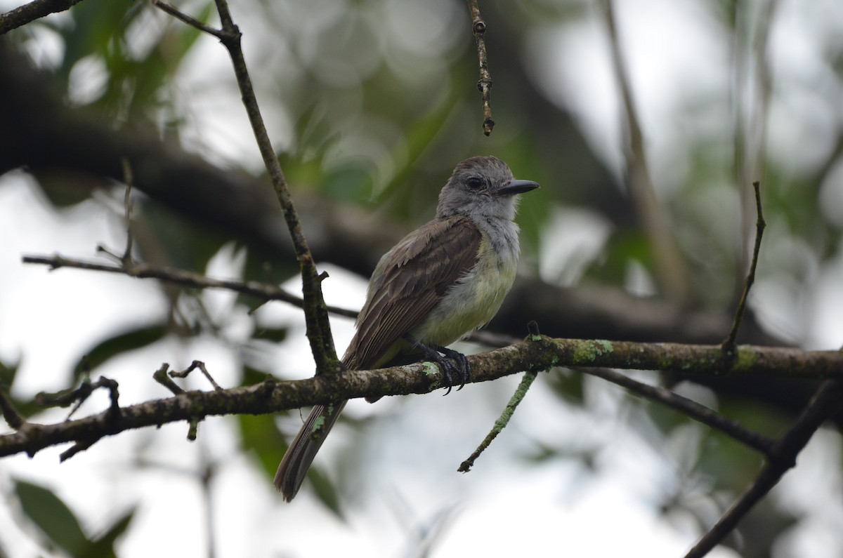 Panama Flycatcher - ML482554921