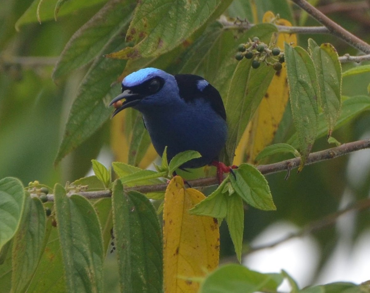 Red-legged Honeycreeper - ML482554951