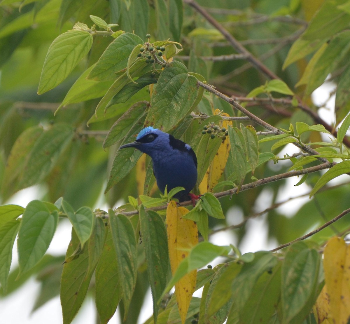 Red-legged Honeycreeper - ML482554961