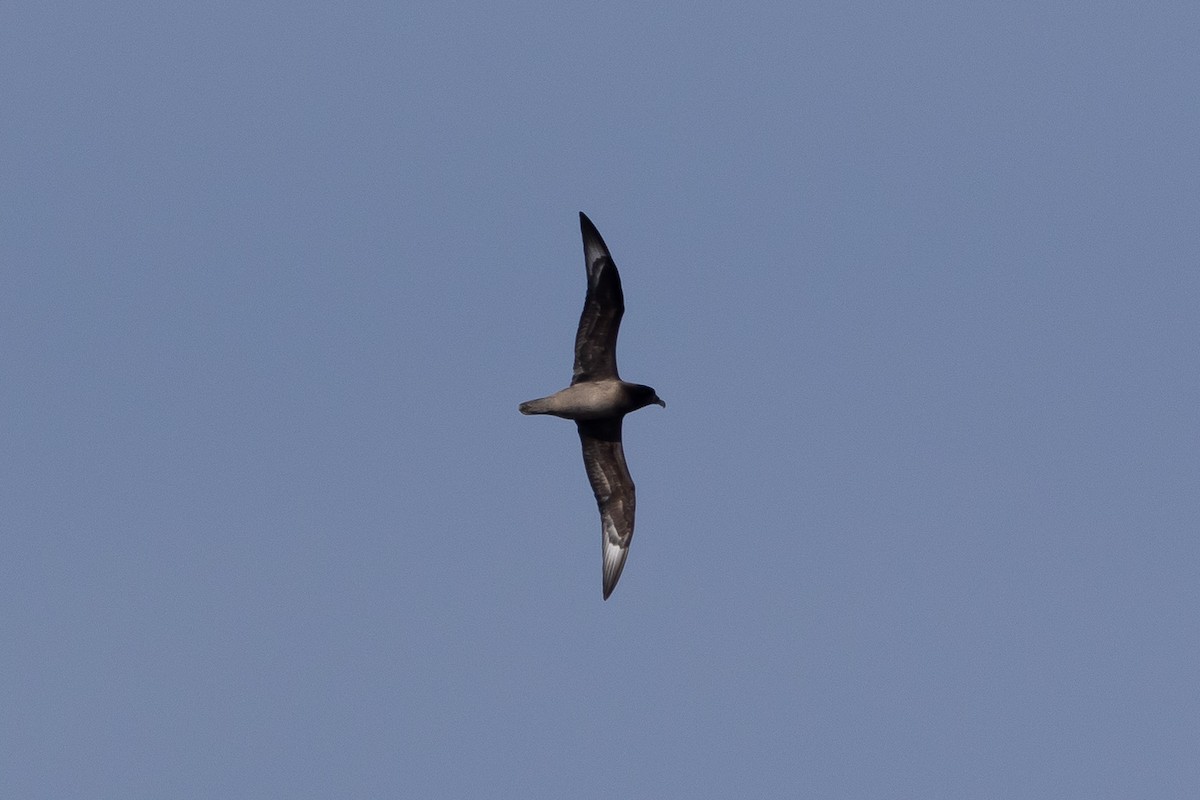 Providence Petrel - ML482555051