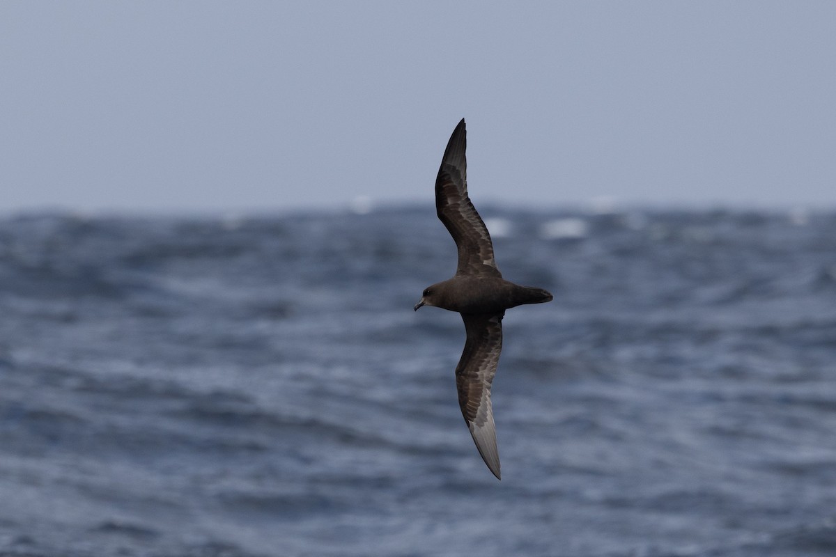 Great-winged Petrel - ML482555351