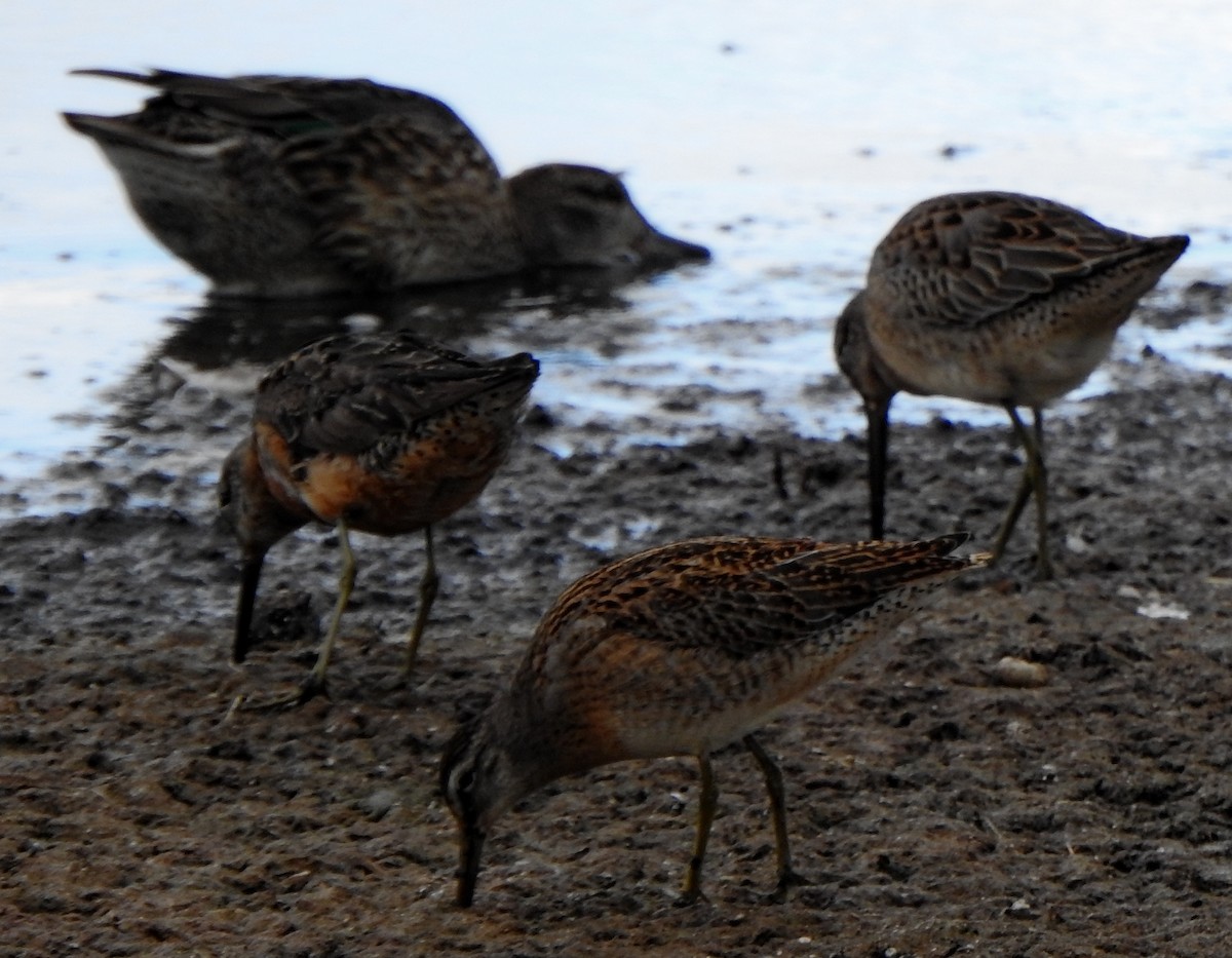 Short-billed Dowitcher (hendersoni) - Richard Klauke