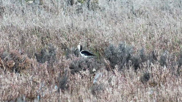 Pied Stilt - ML482556171