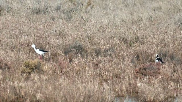 Pied Stilt - ML482556191