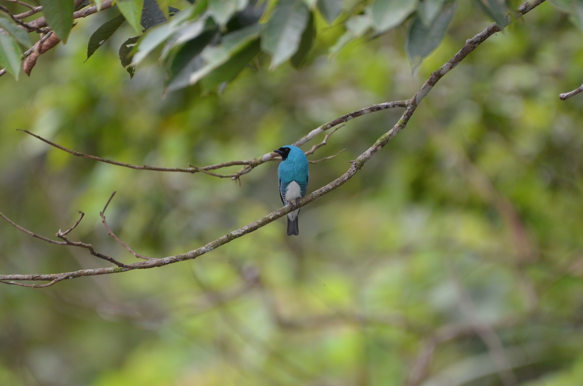 Swallow Tanager - Ana Vanegas