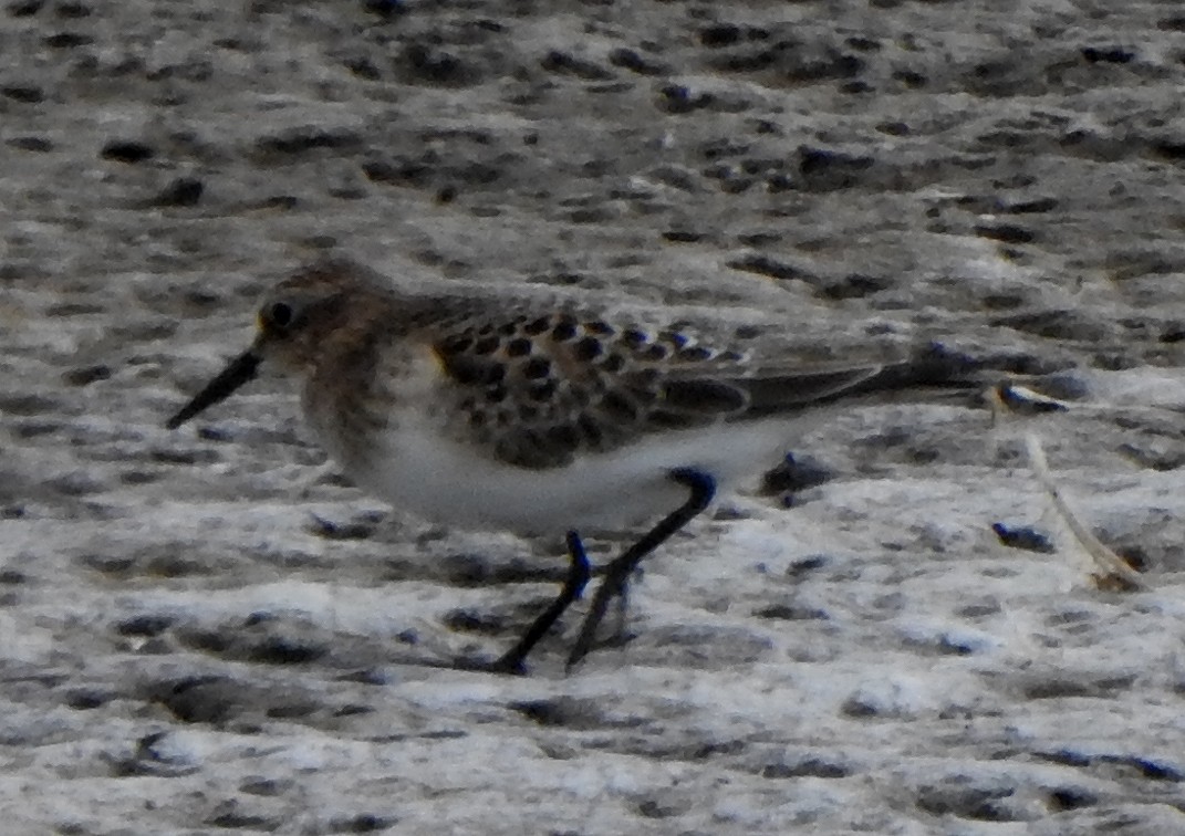 Baird's Sandpiper - ML482556341