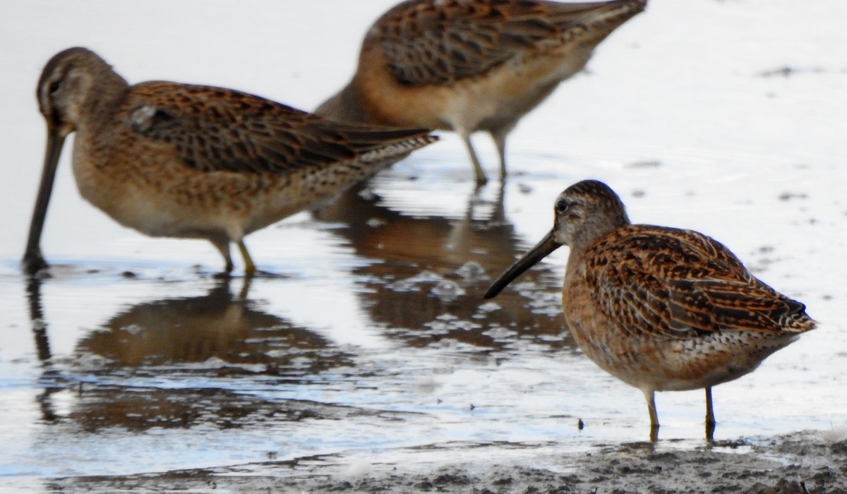 Short-billed Dowitcher (hendersoni) - ML482556551