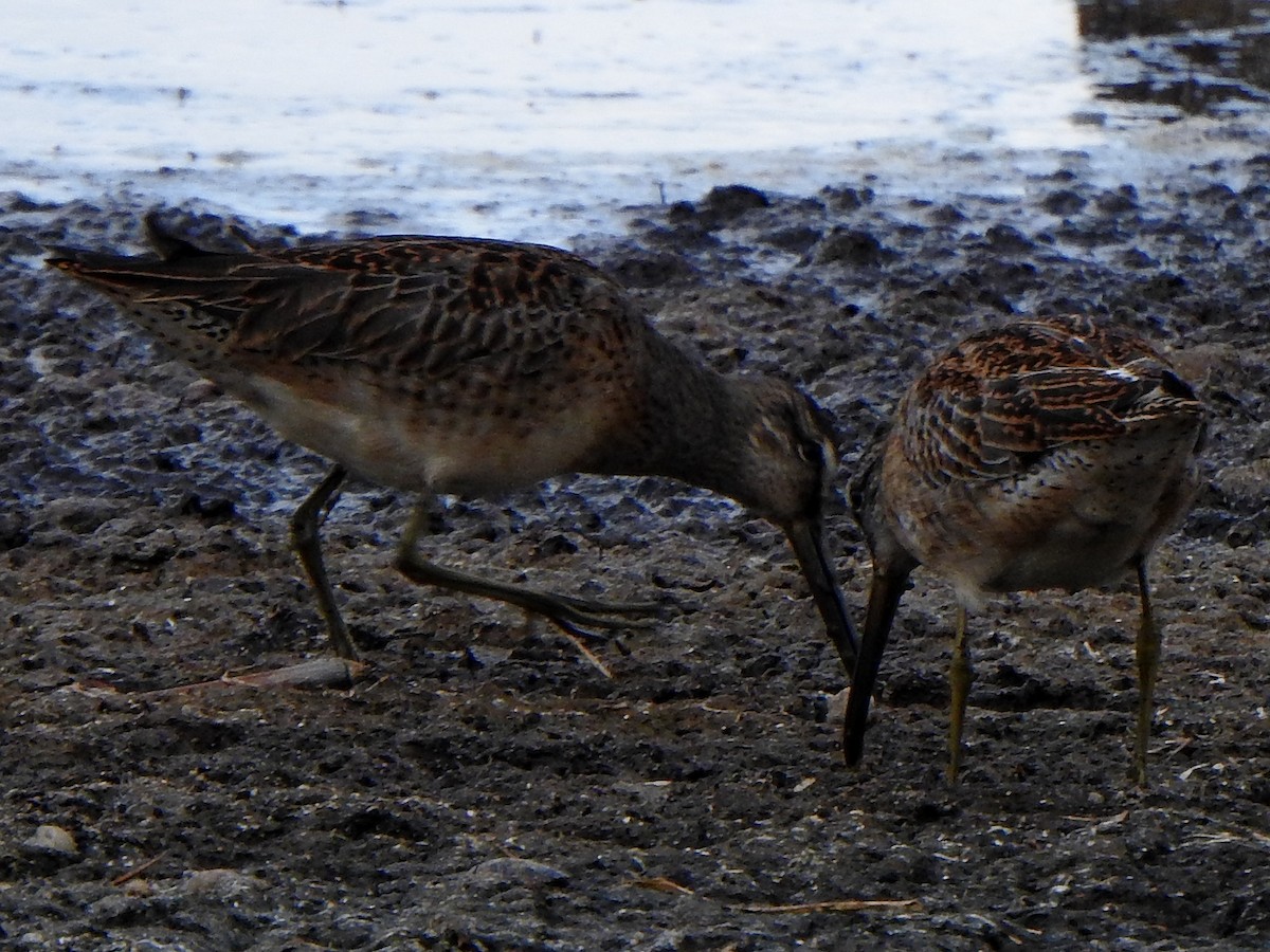 Short-billed Dowitcher (hendersoni) - ML482557051