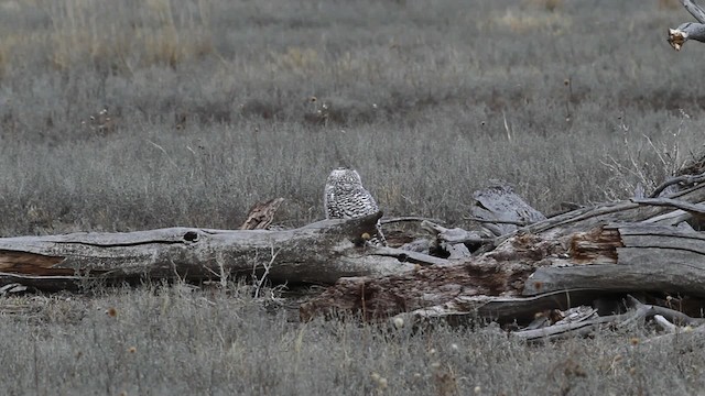 Snowy Owl - ML482558
