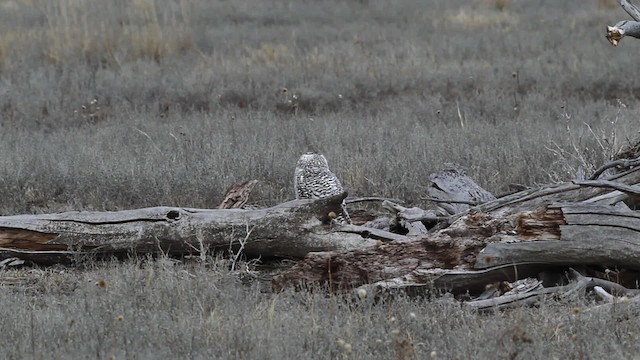 Snowy Owl - ML482558