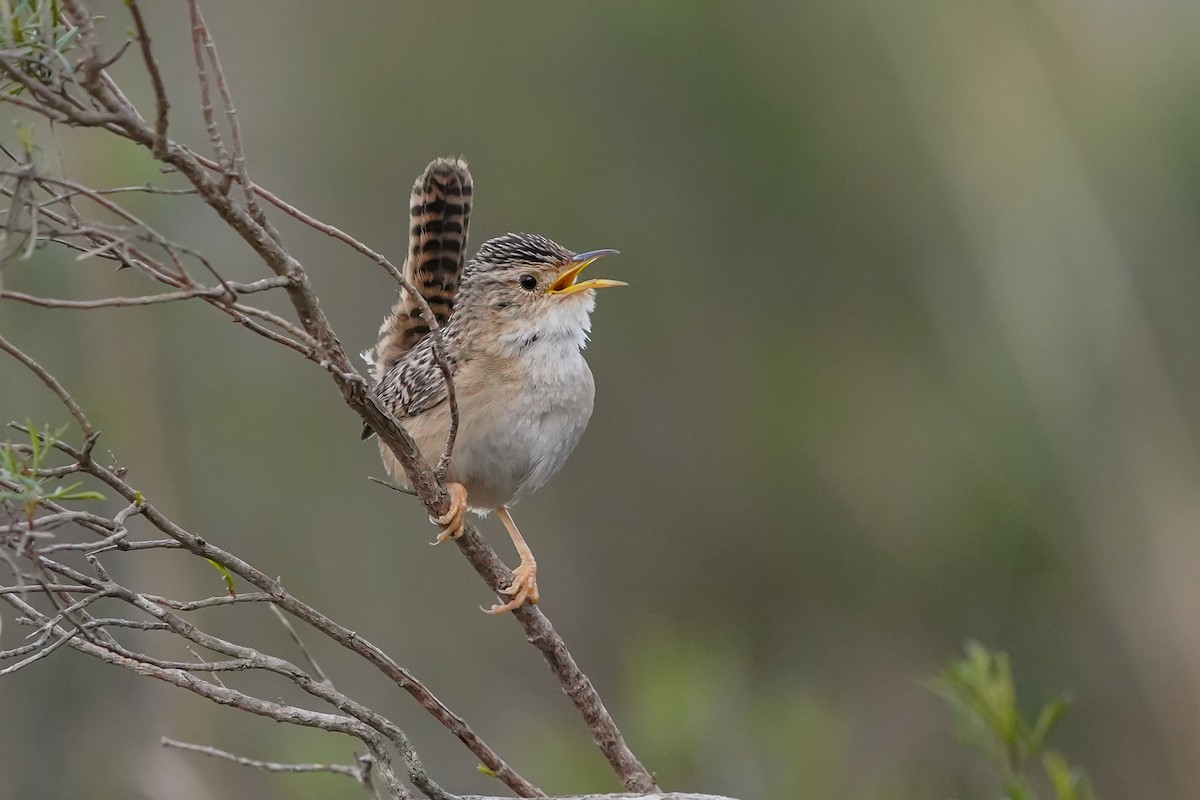 Grass Wren - ML482558391