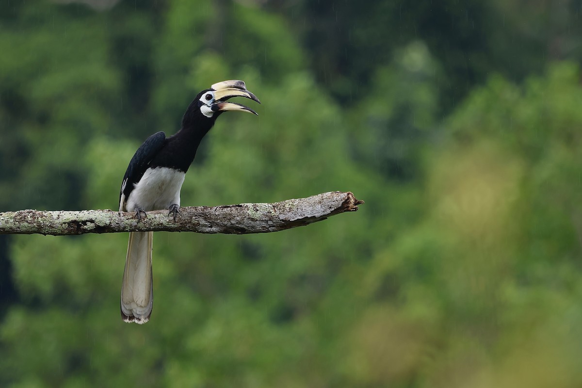 Oriental Pied-Hornbill - ML482558471