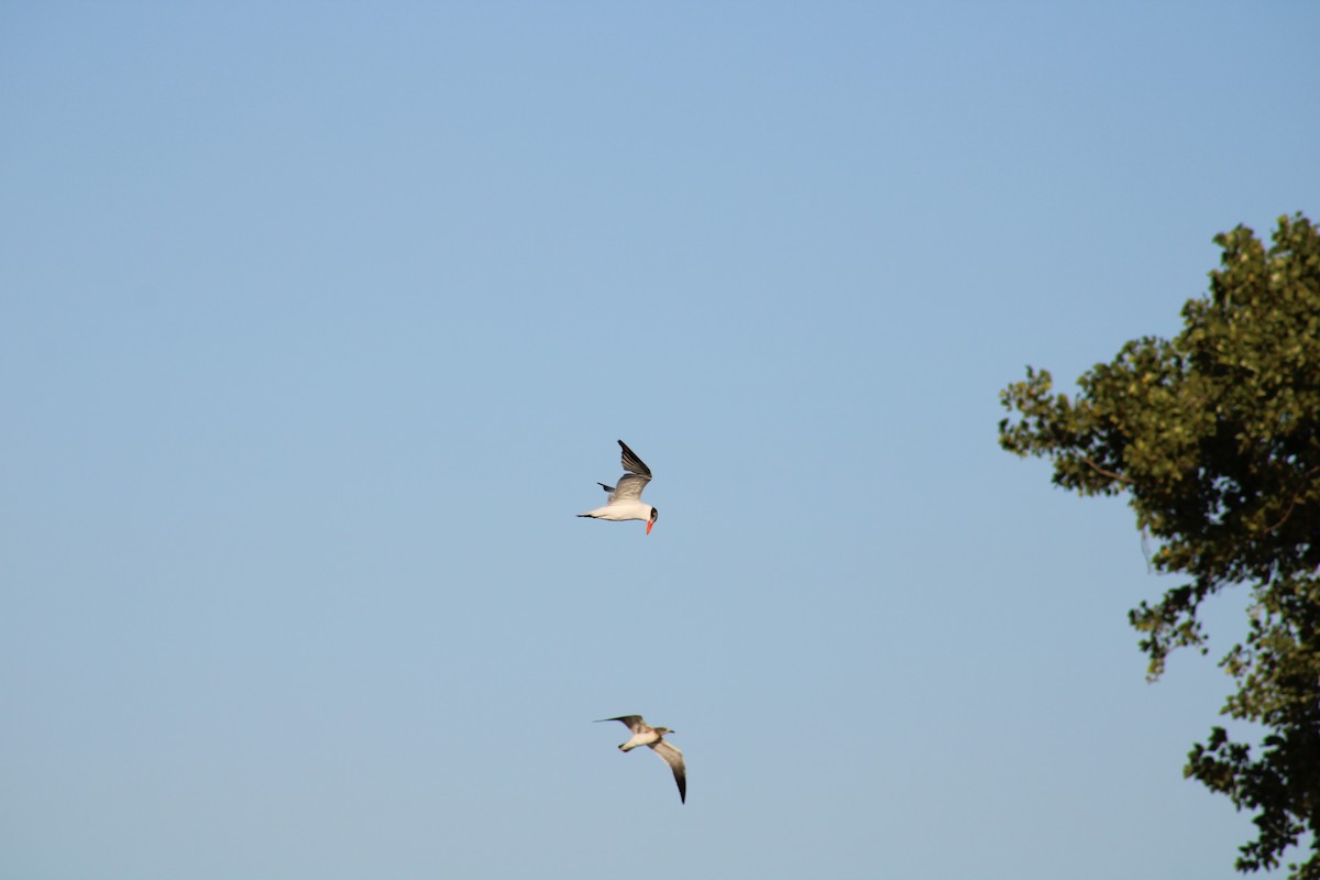 Caspian Tern - ML482558781